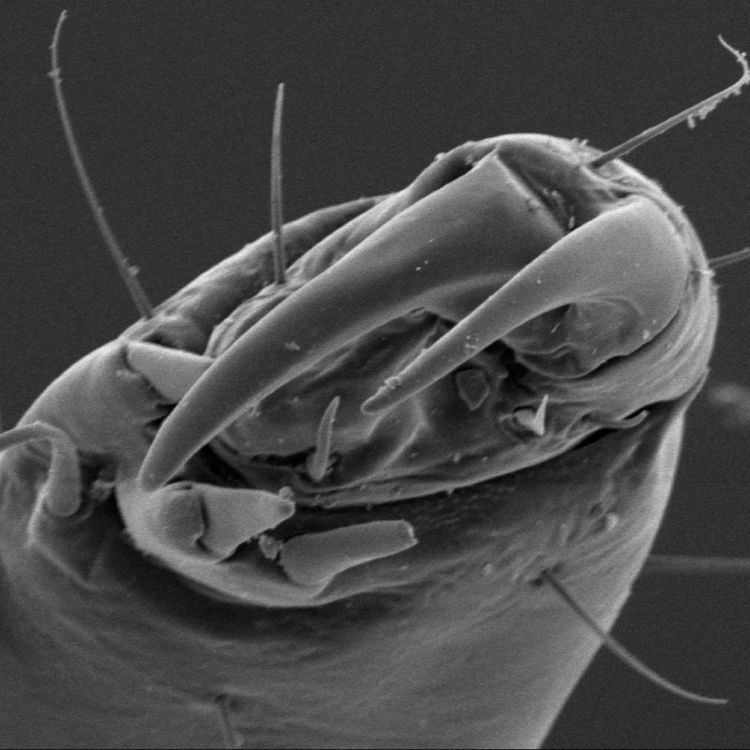 Ischnocera Lice Phthirapterainfo