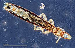 Ischnocera Ischnocera Wikipedie