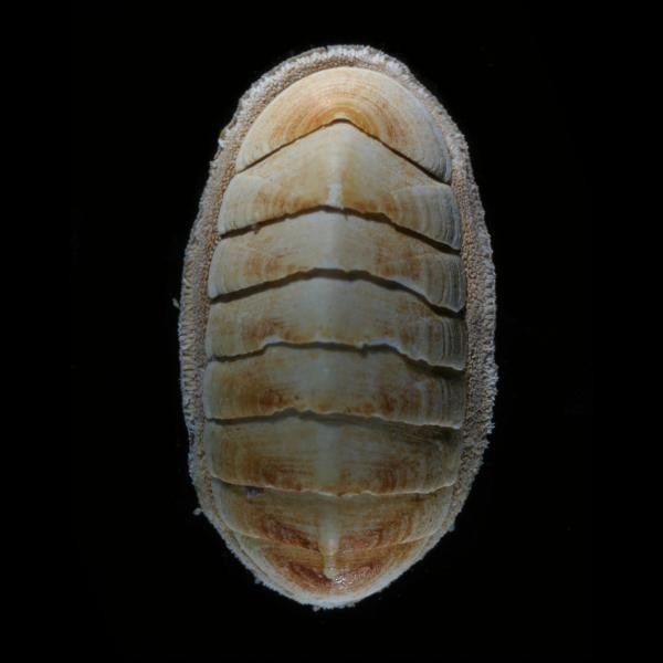 Ischnochiton WoRMS Photogallery