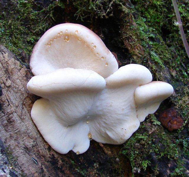 Ischnoderma resinosum Ischnoderma resinosum at Indiana Mushrooms