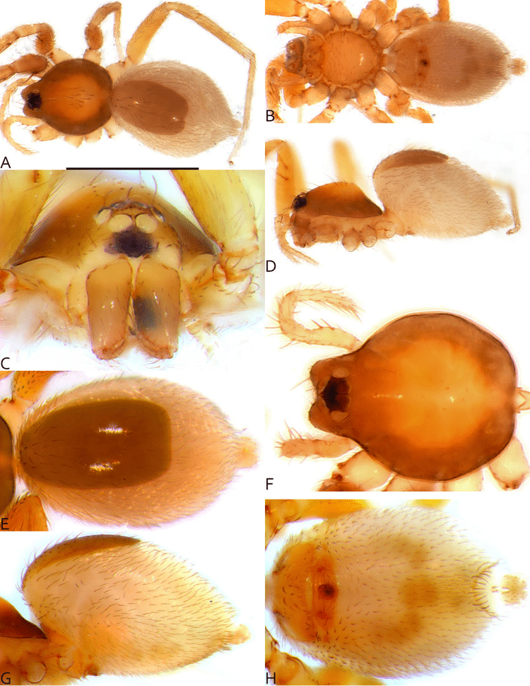 Ischnothyreus ligulatus sp. nov. Female: A, habitus, dorsal view; B,... |  Download Scientific Diagram