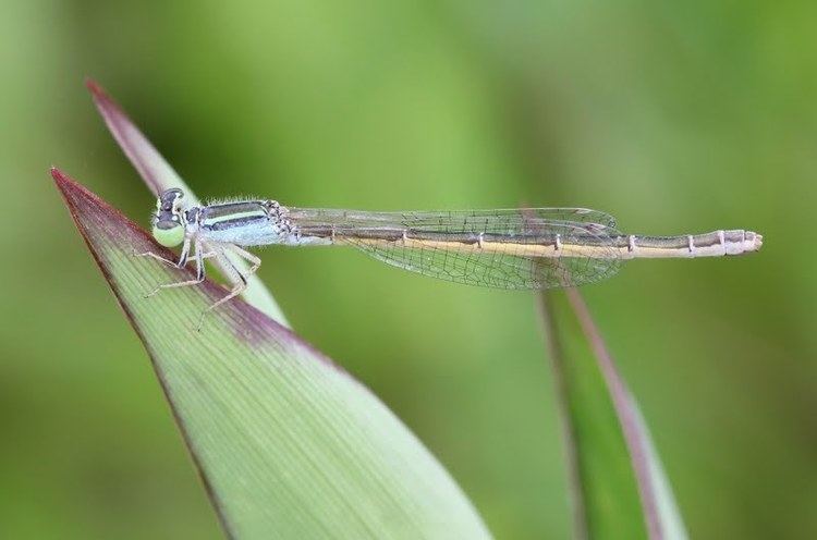 Ischnura aurora Dragonflies amp damselflies of Thailand 9 Ischnura aurora Brauer 1865
