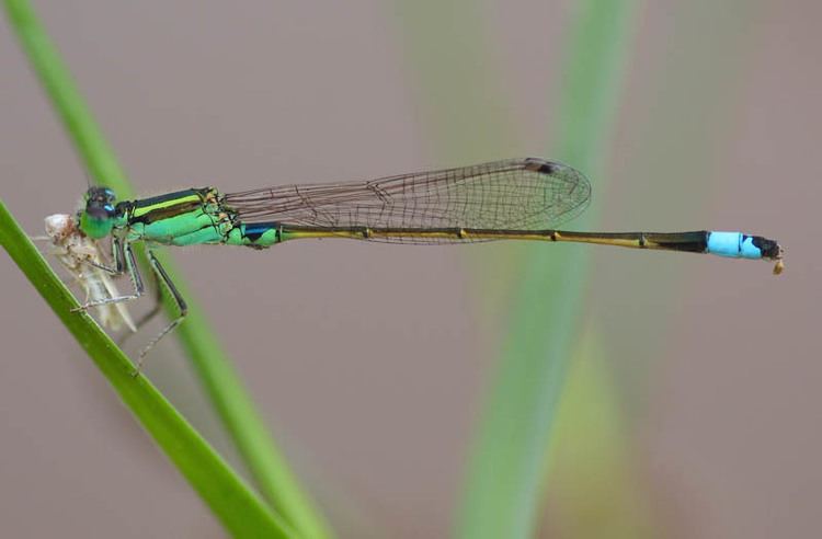 Ischnura senegalensis Dragonflies amp damselflies of Thailand 27 Ischnura senegalensis