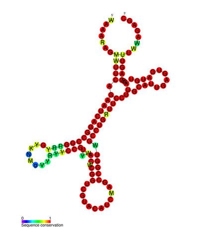 IscR stability element