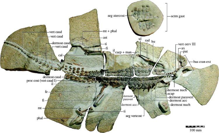 Isisfordia The origin of modern crocodyliforms new evidence from the