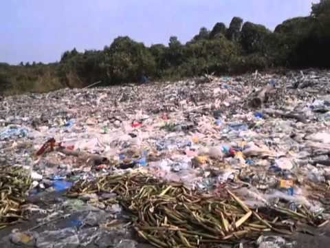 Isla Pulo ERHS Mangrove Planting at Isla Pulo Navotas YouTube