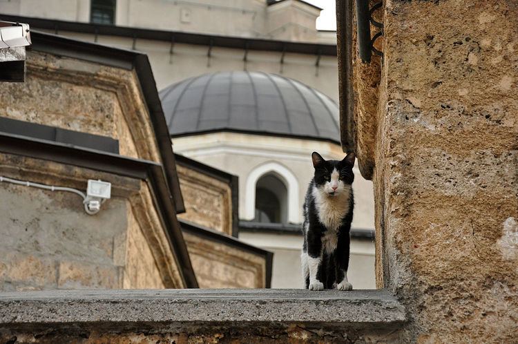 Islam and cats