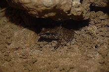 Island forest frog httpsuploadwikimediaorgwikipediacommonsthu