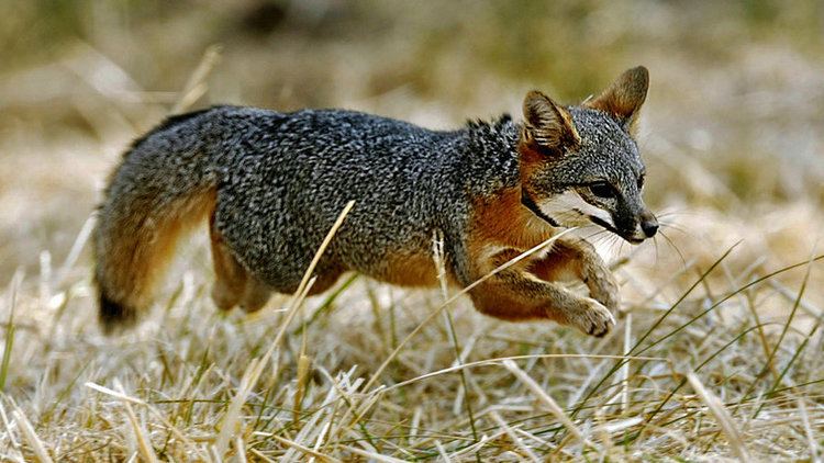 Island fox Once Nearly Extinct California Island Foxes No Longer Endangered