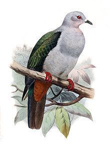 Island imperial pigeon httpsuploadwikimediaorgwikipediacommonsthu