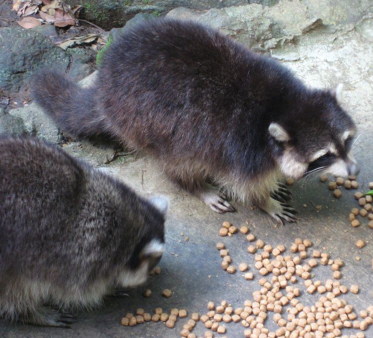 island-raccoon-alchetron-the-free-social-encyclopedia