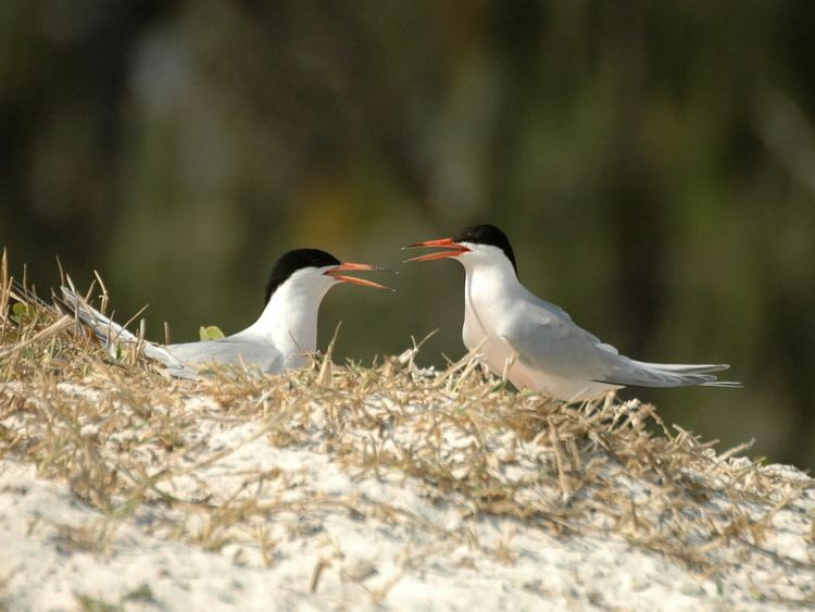 Islet off NE Groote Eylandt Important Bird Area