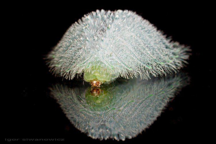 Isochaetes beutenmuelleri Spun Glass Caterpillar A Real Life Crystal Creature Featured Creature