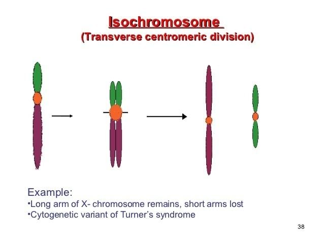 Transverse centrometric division of Isochromosome