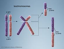 An isochromosome is a chromosome with two identical arms