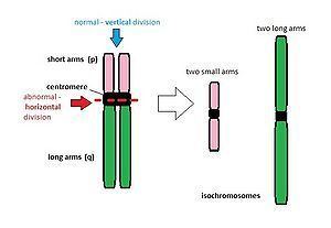 Normal vertical division of Isochromosome with long and short arms