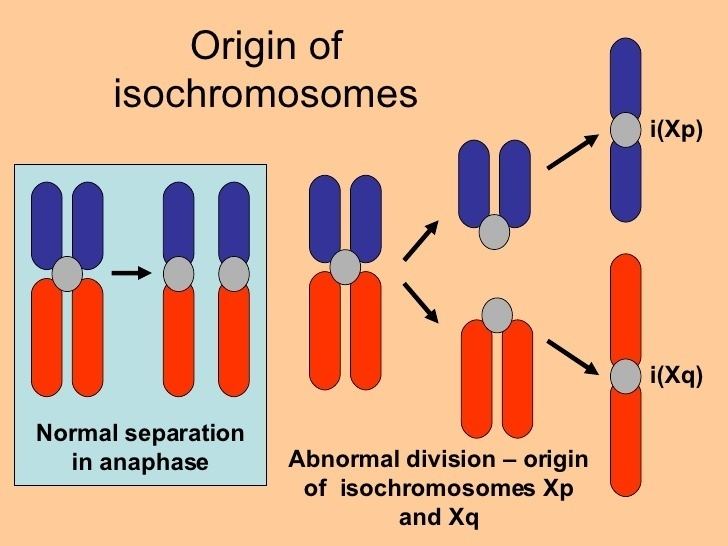 The origin of Isochromosomes