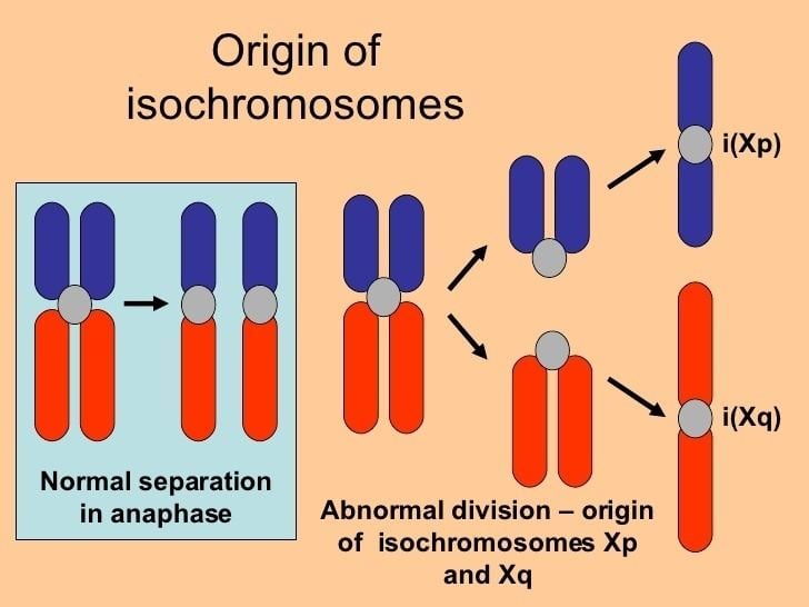 Isochromosome ~ Detailed Information | Photos | Videos