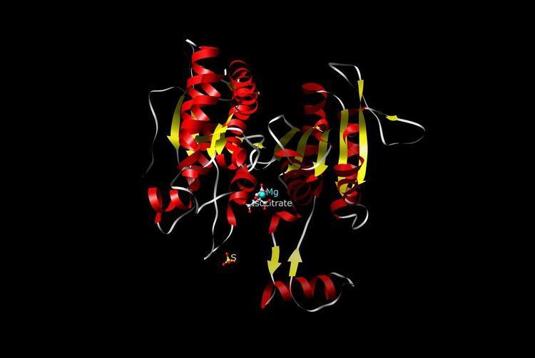 Isocitrate dehydrogenase
