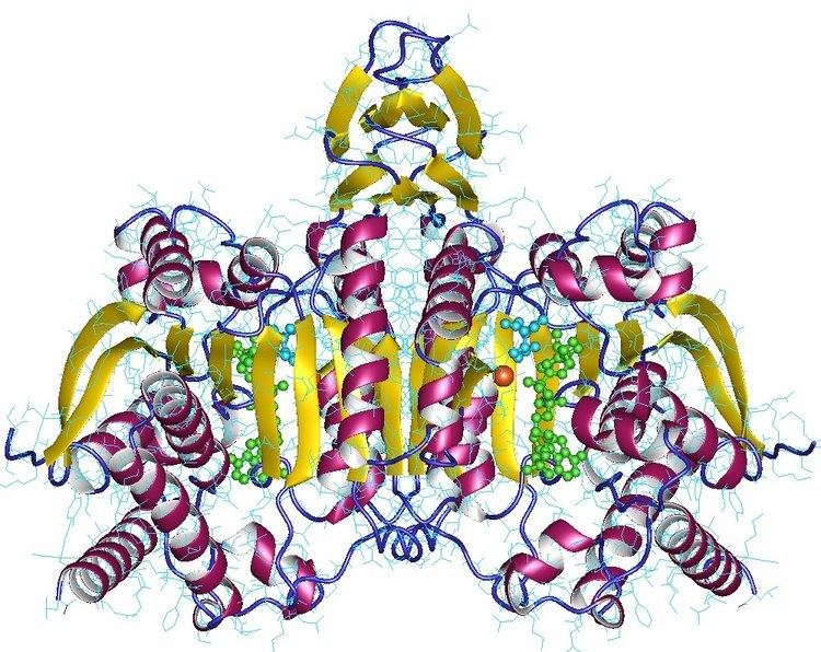 Isocitrate dehydrogenase (NAD+)