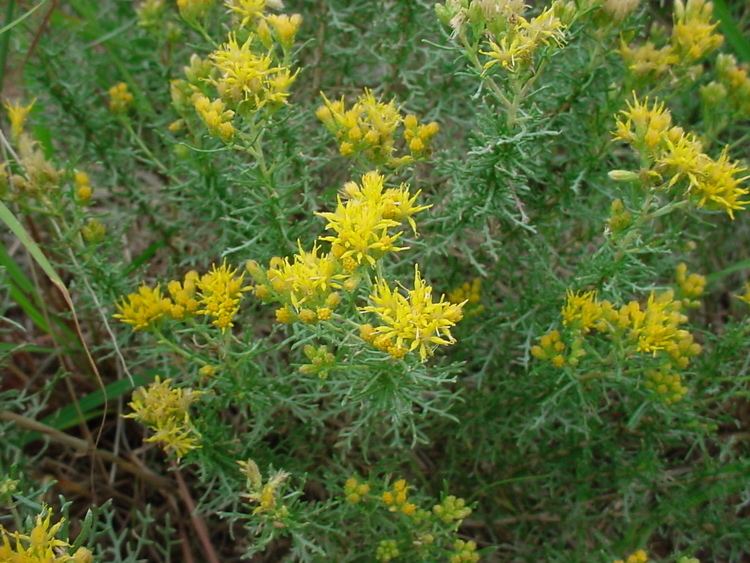 Isocoma tenuisecta Vascular Plants of the Gila Wilderness Isocoma tenuisecta