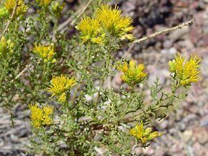 Isocoma tenuisecta Isocoma tenuisecta Burroweed Burro Weed Southeastern Arizona
