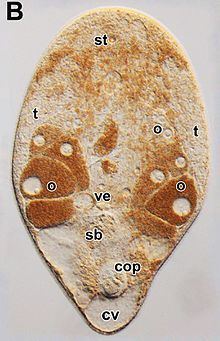 Isodiametridae httpsuploadwikimediaorgwikipediacommonsthu