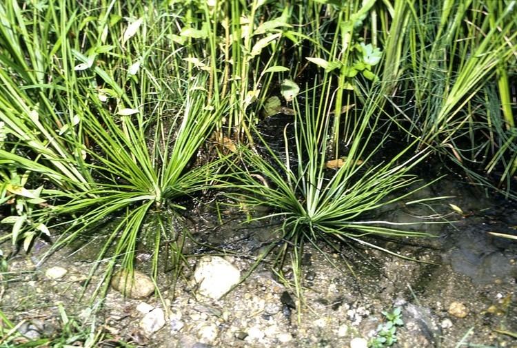 Isoetales Species Order Isoetales