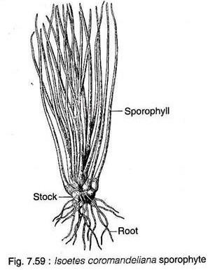 A structure of Isoetes coromandeliana sporophyte with its Sporophyll, Stock, and Root.