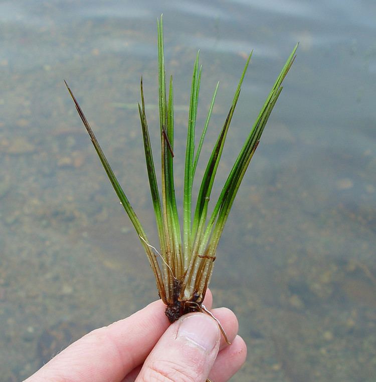 An image of an Isoetes, commonly known as the quillworts, is the only extant genus of plants in the family Isoetaceae, which is in the class of lycopods. Held in a man's hand, the isoetes has a simple, long, and needle-like leaf with a swollen base.