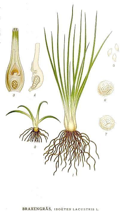 An illustration of Isoetes lacustris (Quillwort).