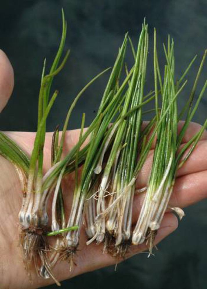 An image of a tuft of chives in a man's hand resembling the Isoetes (Isoetaceae) that are easily overlooked in the field.