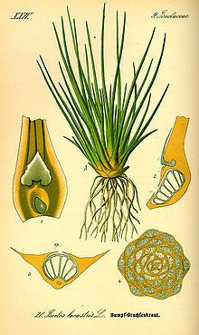 An illustration of the Isoetes Lacustri or more commonly known as Lake Quillwort, is a graminoid of the genus Isoetes. The picture shows leaves, flowers, fruit, and seed.