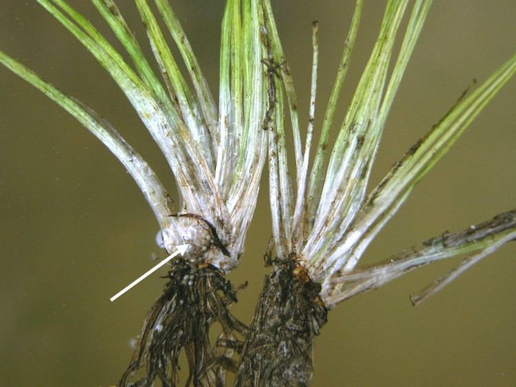 Isoetes echinospora Isoetes echinospora spinyspored quillwort Go Botany