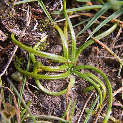 Isoetes histrix Ferns in Britain and Ireland Isoetes histrix Land Quillwort