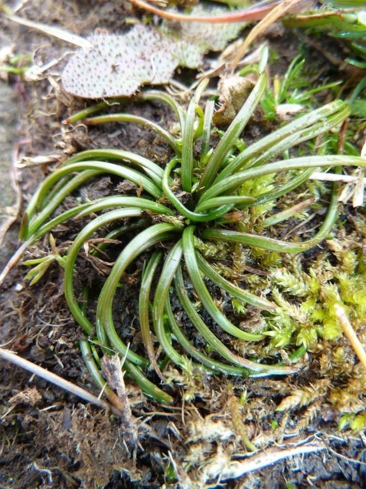 Isoetes histrix Land Quillwort very low numbers on Mullion Cliff sites 20122013
