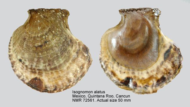 Isognomon HomeNATURAL HISTORY MUSEUM ROTTERDAM Mollusca Bivalvia