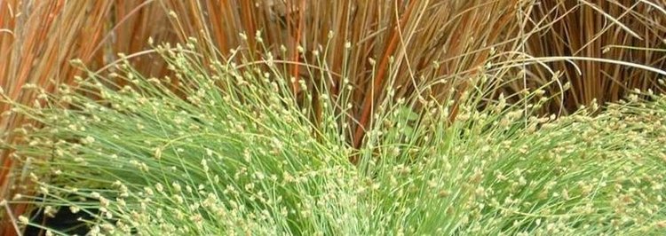 Isolepis Fiber Optic Grass Salt Marsh Bulrush Isolepis cernua