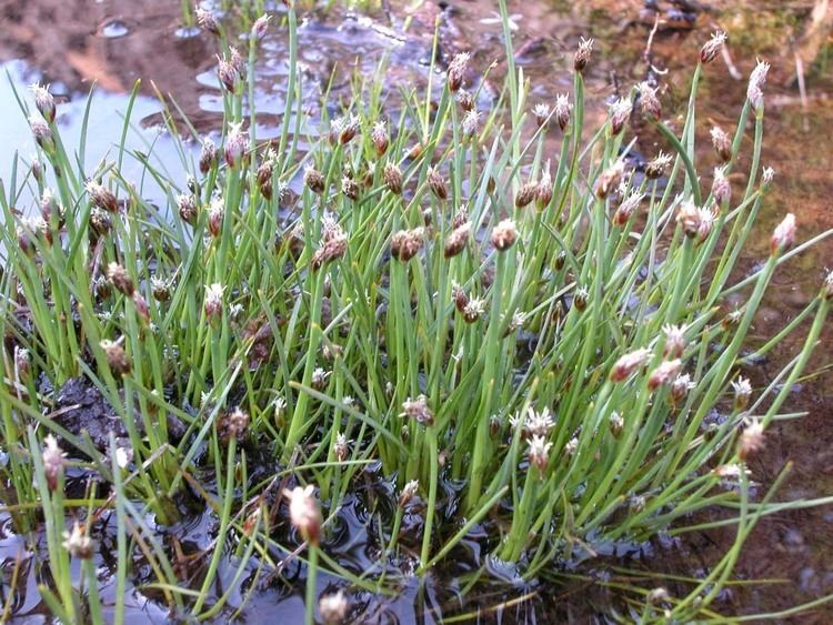 Isolepis Key to Tasmanian Dicots