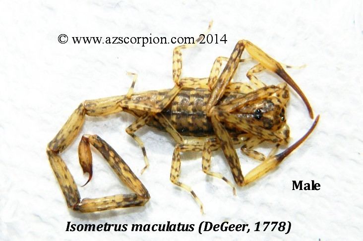 Isometrus maculatus igtIsometrus maculatusltigt DeGeer 1778