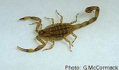 Isometrus maculatus Cook Islands Biodiversity Isometrus maculatus Spotted Scorpion