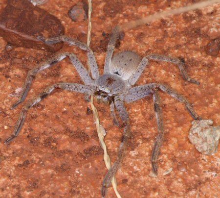 Isopeda Huntsman spider Heteropodidae Selenopidae Olios Neosparassus Isopeda