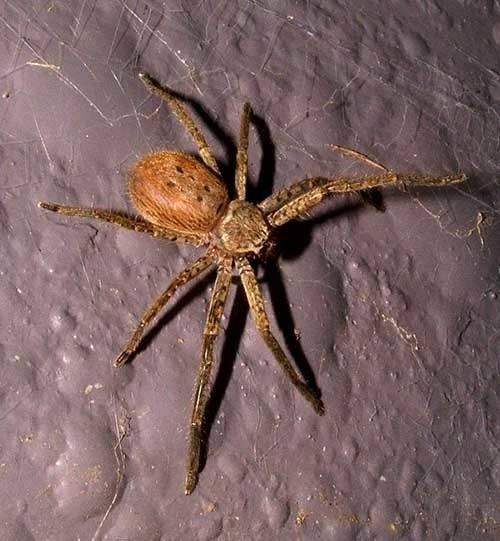 Isopeda Huntsman Spider