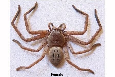 Isopeda The Findaspider Guide Huntsman