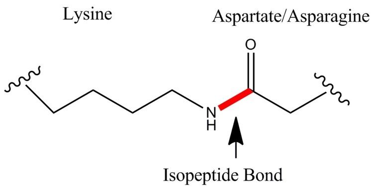 Isopeptide bond