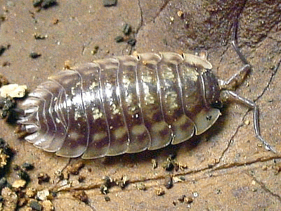 Isopoda Insects amp other Arthropods Isopoda