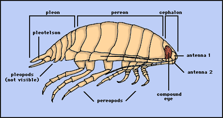 Isopoda Isopoda