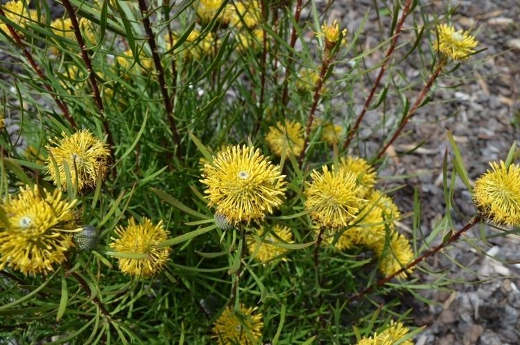 Isopogon anemonifolius Isopogon anemonifolius 39Sunshine39 Drumsticks Gardening With Angus