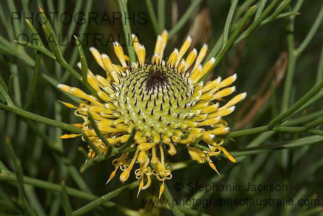 Isopogon anethifolius Isopogon Anethifolius Flower Stock Photos of Australian Wildflowers