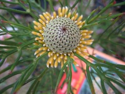 Isopogon anethifolius Isopogon anethifolius Australian Native Plants Plants 8007016517